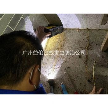 荔城房屋滅（miè）治白螞蟻
