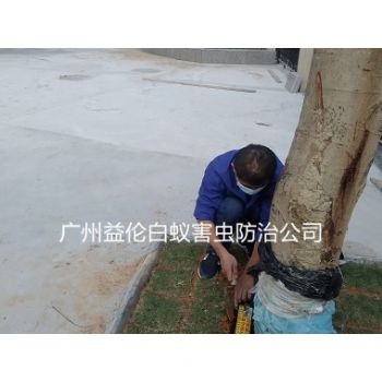 三江小學裝置（zhì）白（bái）蟻誘殺箱