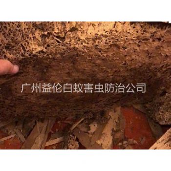 正果綜合樓挖出白蟻巢