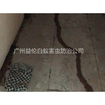 鎮龍房屋白蟻防治案例
