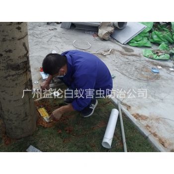 派潭鎮裝（zhuāng）置白蟻誘殺箱