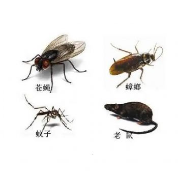 四害消（xiāo）杀工（gōng）程