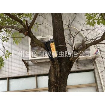 增城區園林白蟻防治