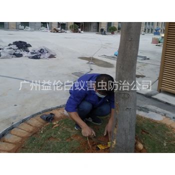 荔城裝置白蟻誘殺箱（xiāng）