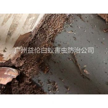 小樓倉庫白蟻滅治