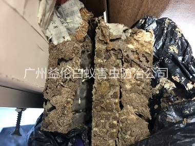 小樓白（bái）蟻巢防治工（gōng）程