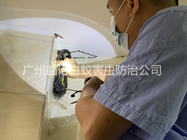 荔城房屋滅白蟻工（gōng）程